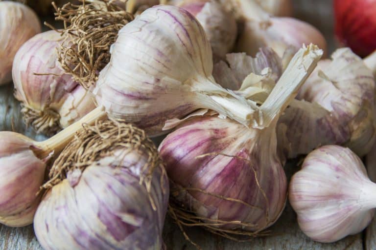 Why Is My Garlic Purple? [And Is It Better Than White Garlic?]2022