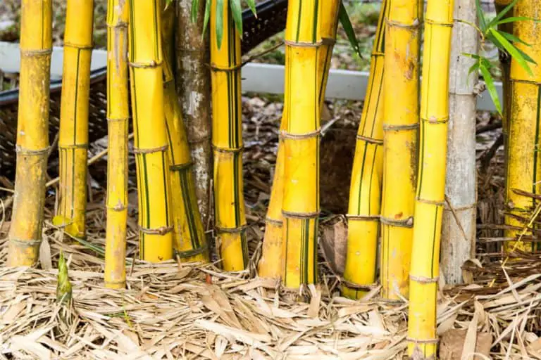 Why Is My Bamboo Turning Yellow? [And How To Fix It!]