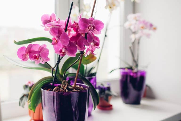 Why Is My Orchid Wilting? [And How To Fix It!]