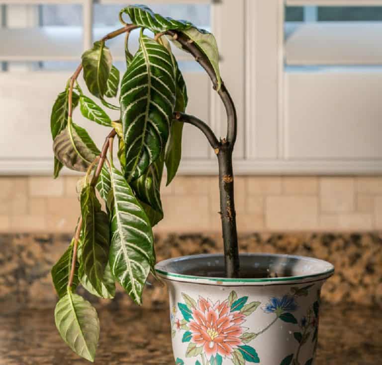 Why Is My Plant Drooping?[And How To Fix It!]