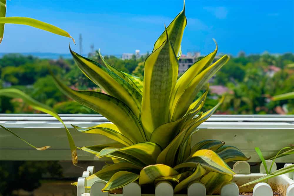 snake plant indoor