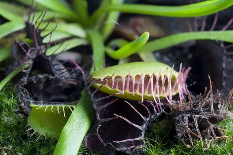 Why Is My Venus Fly Trap Turning Black?[And How To Fix It]