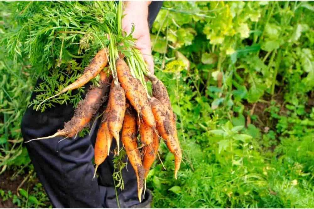Why You Should Make Sure To Harvest Your Carrots on Time