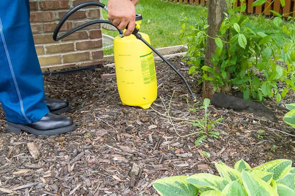 best-time-to-spray-weed-killer-2022-guide-above-and-beyond-gardening