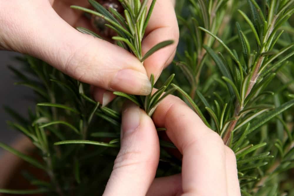 harvest rosemary