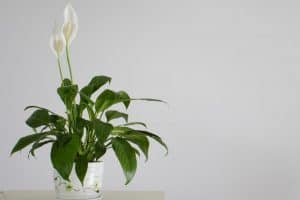 How To Repot A Peace Lily