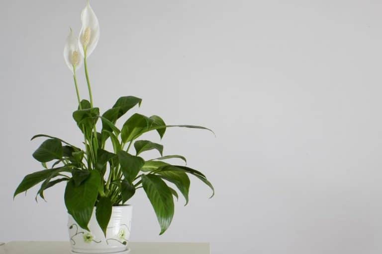 How To Repot A Peace Lily- The Right Way!