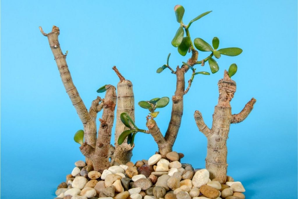 crassula arborescens in pebbles blue background