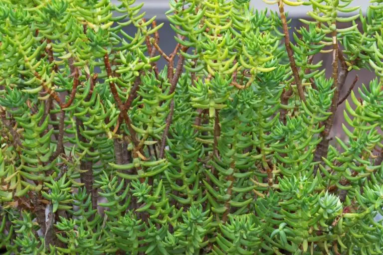 Crassula Tetragona – The Miniature Pine Tree Succulent Plant