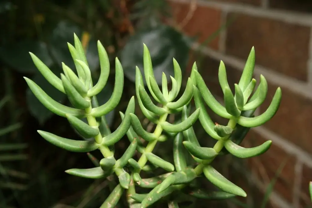 crassula tetragona close up macro lens