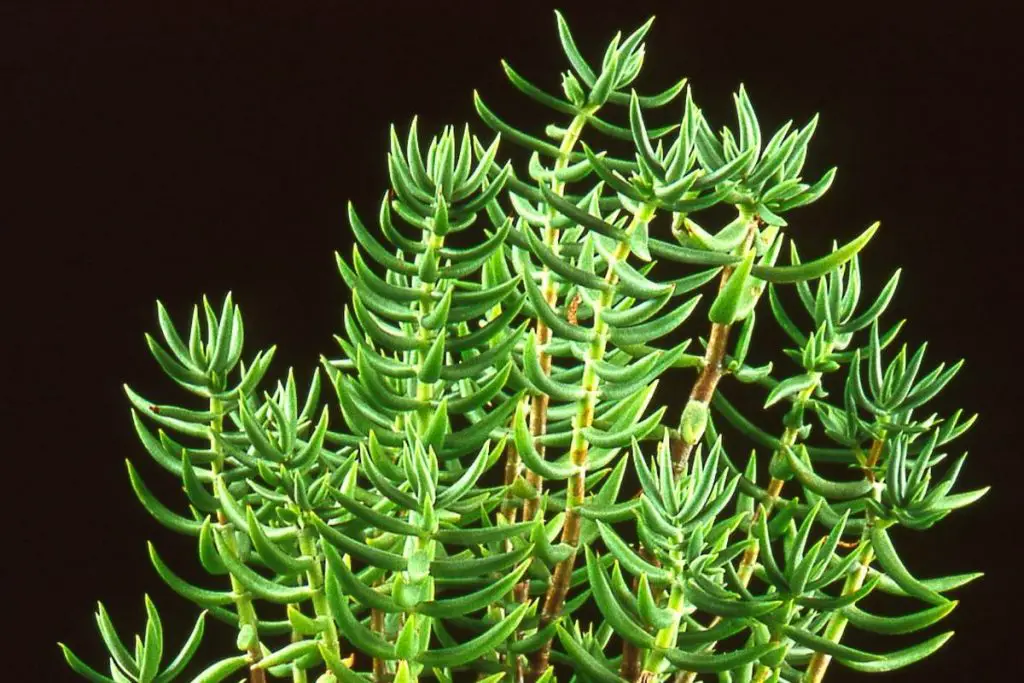 crassula tetragona mini pine tree plant