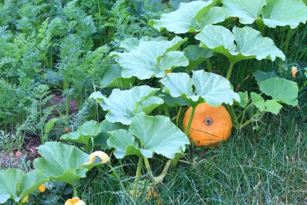 pumpkin permaculture garden for beginners