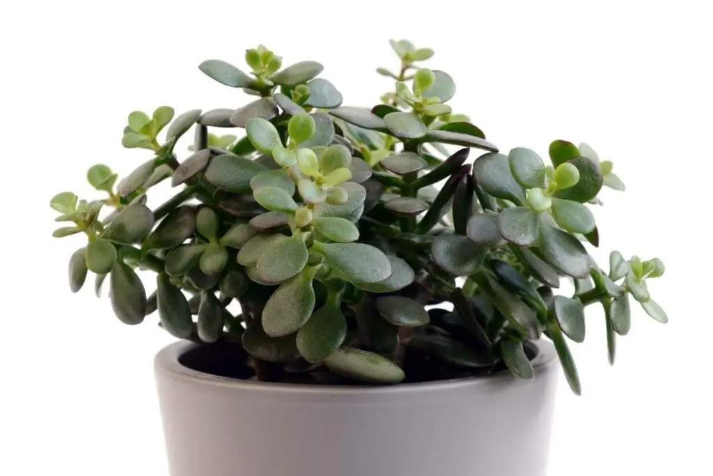 crassula arborescens succulent in pot