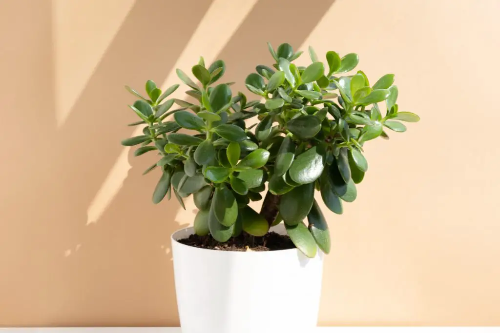 How to propagate crassula pot