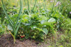 permaculture gardening for beginners