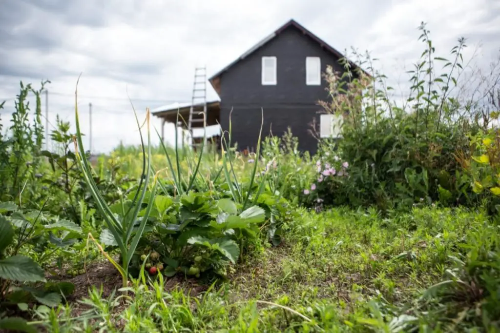 homestead permaculture gardening for beginners