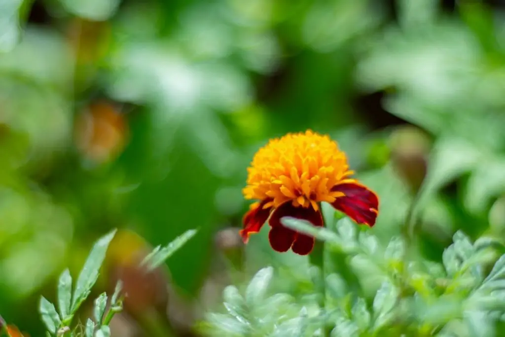 Permaculture flower garden marigold