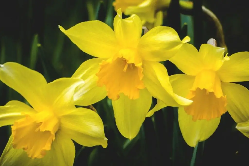 daffodils in a permaculture flower garden