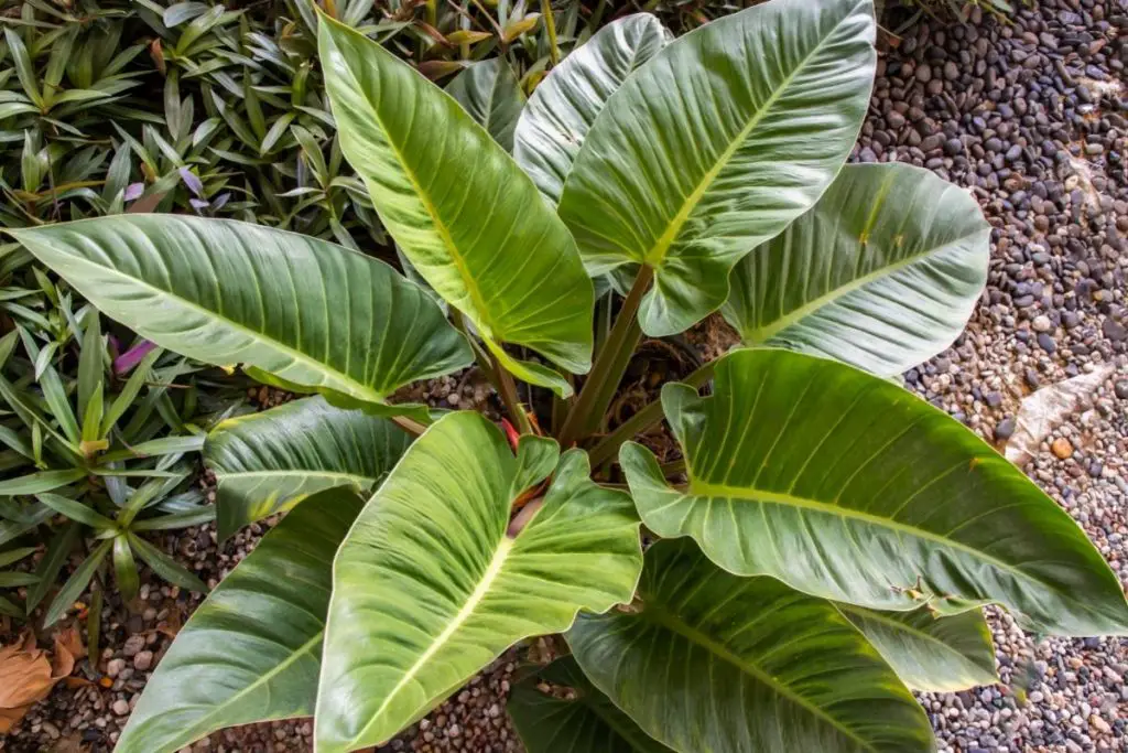 philodendron brasil outdoor planting
