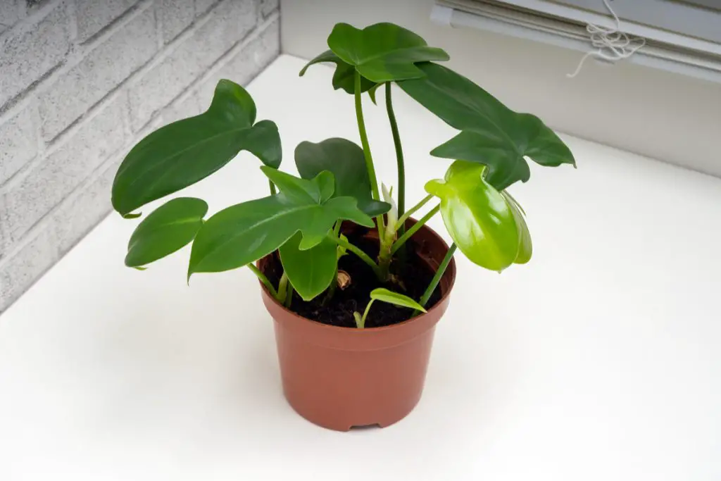 Philodendron cordatum