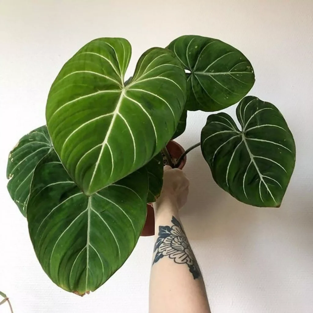 philodendron gloriosum hand pot close up