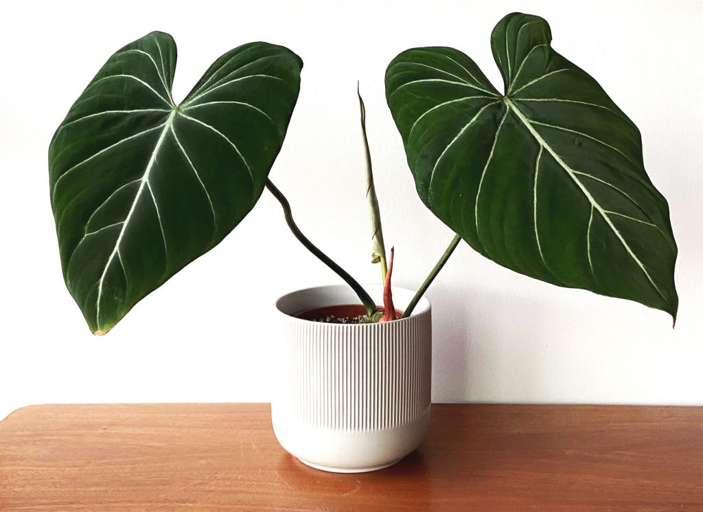 philodendron gloriosum large in pot on table