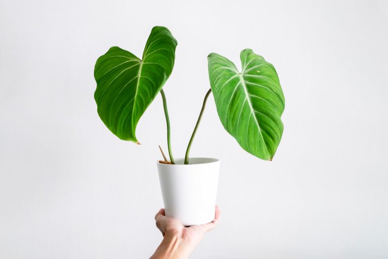Philodendron Gloriosum – Simple Care Guide