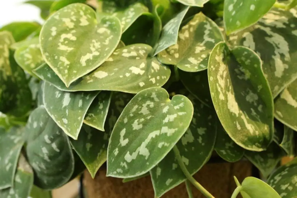 scindapsus pictus in pot leaves