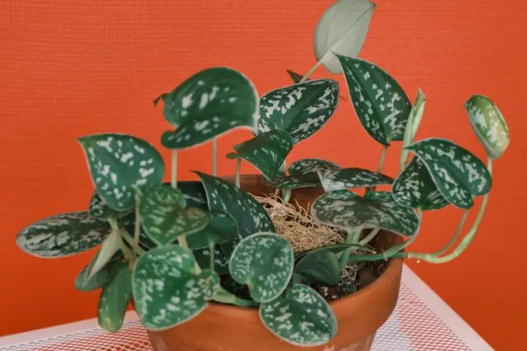 Scindapsus pictus (Satin Pothos) – How To Grow a Healthy Indoor Plant