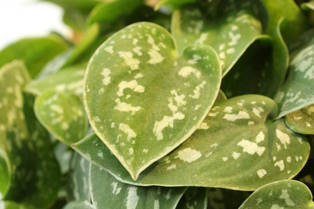 scindapsus pictus argyraeus variegated leaf