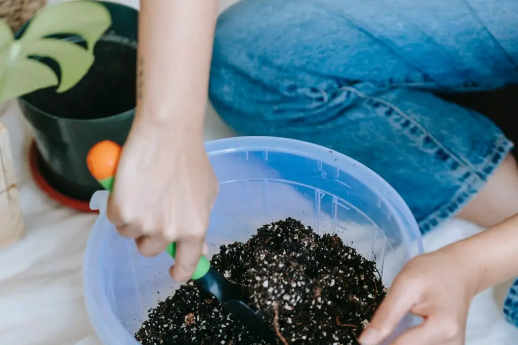 scindapsus pictus argyraeus potting soil mix