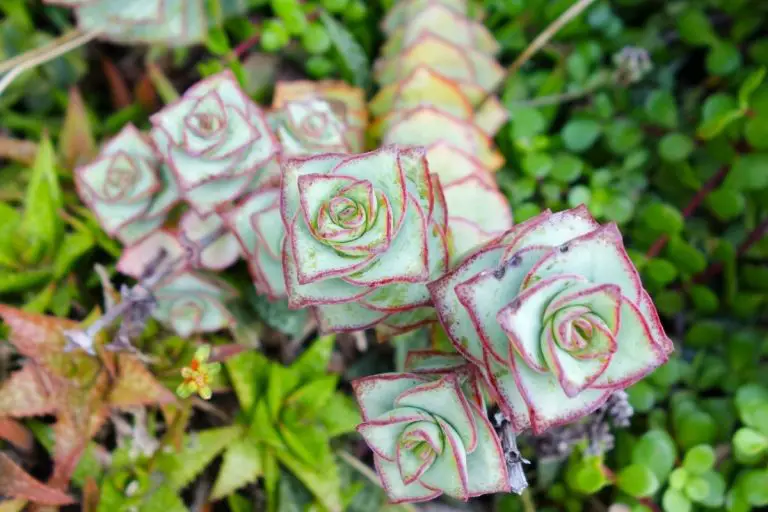 Crassula Perforata: How To Care for the String of Buttons Plant