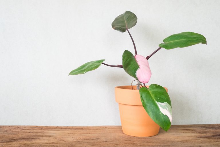 Why Are Pink Princess Philodendrons So Beloved? – Care Tips [2022]