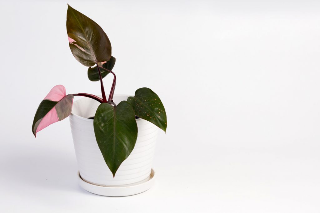 why are pink princess philodendrons so beloved in pot white 
