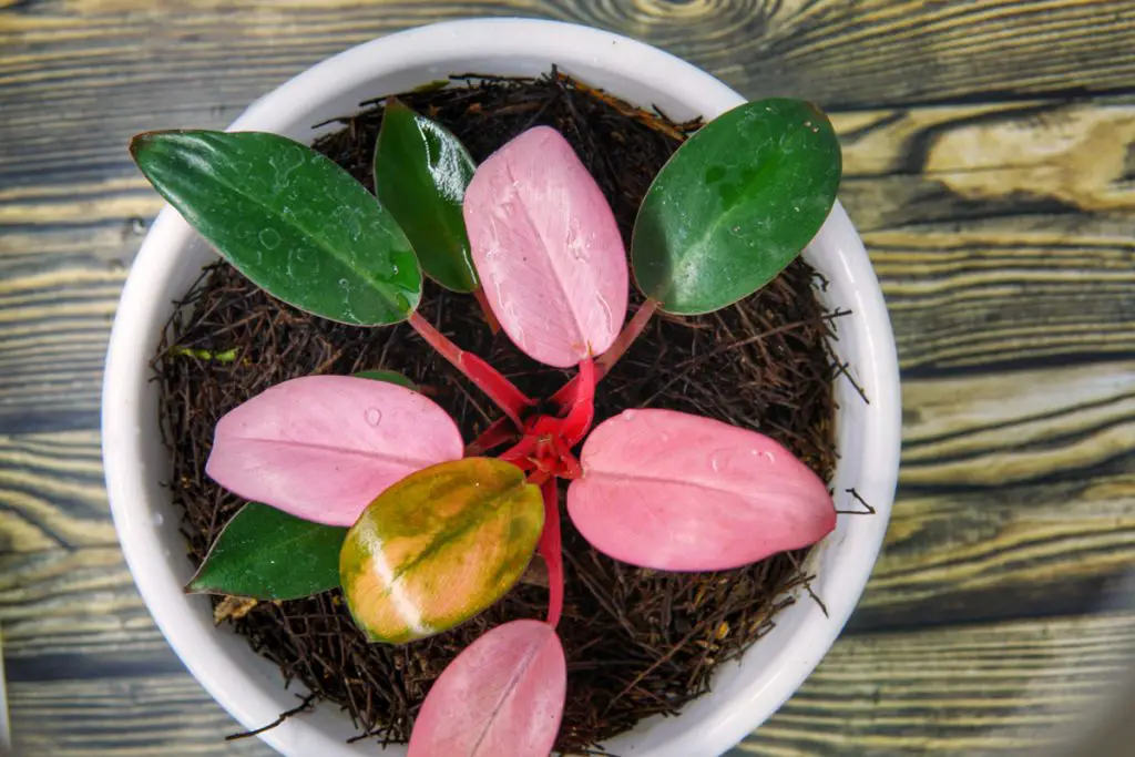 why are pink princess philodendrons so beloved mini plant in a pot on wooden table