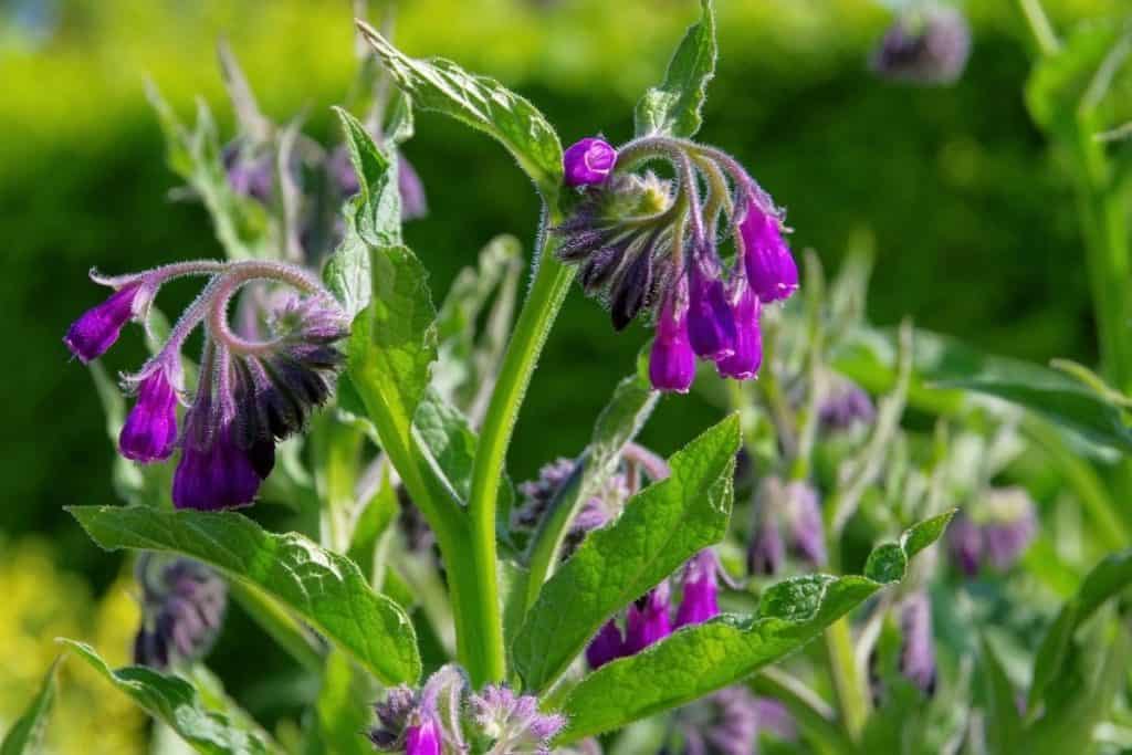 best permaculture plants comfrey