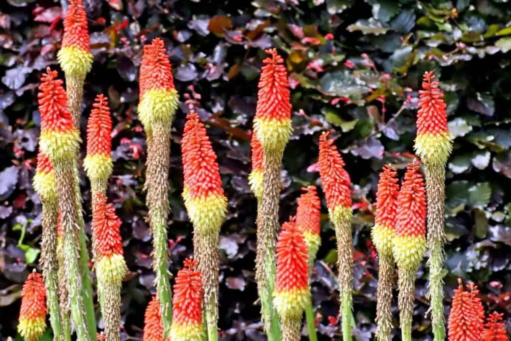 best permaculture plants red hot poker flower