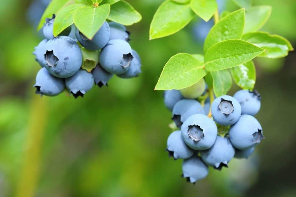 best permaculture plants high bush blueberries