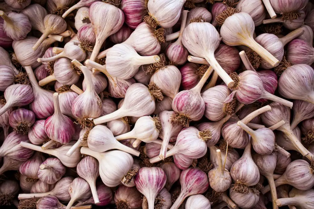 why is my garlic purple