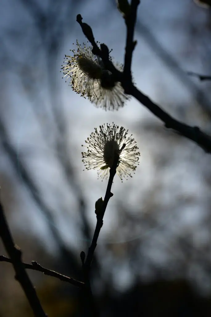 how to preserve willow branches