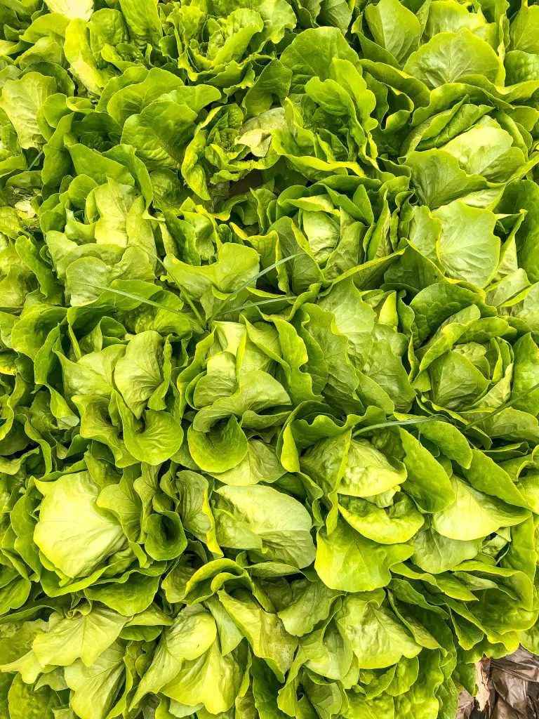 how to harvest romaine lettuce