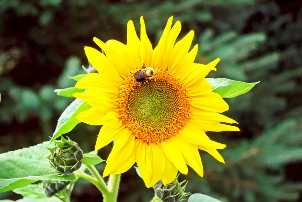 permaculture flower garden