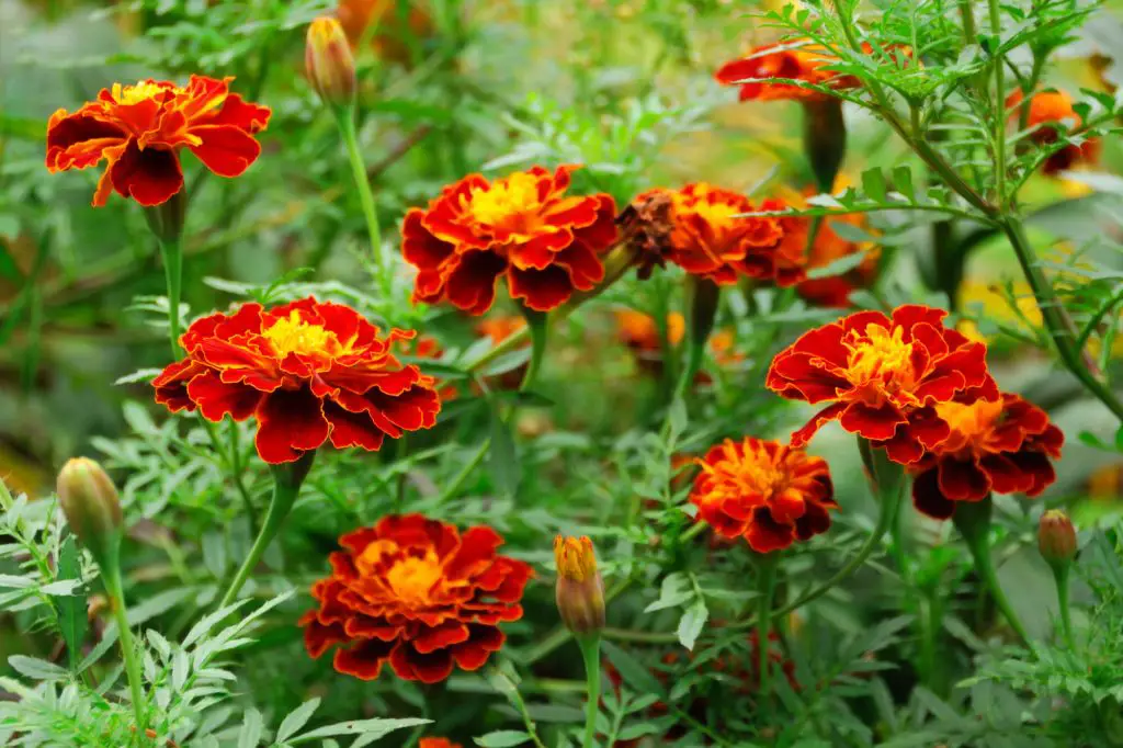 permaculture flower garden flower: marigolds 