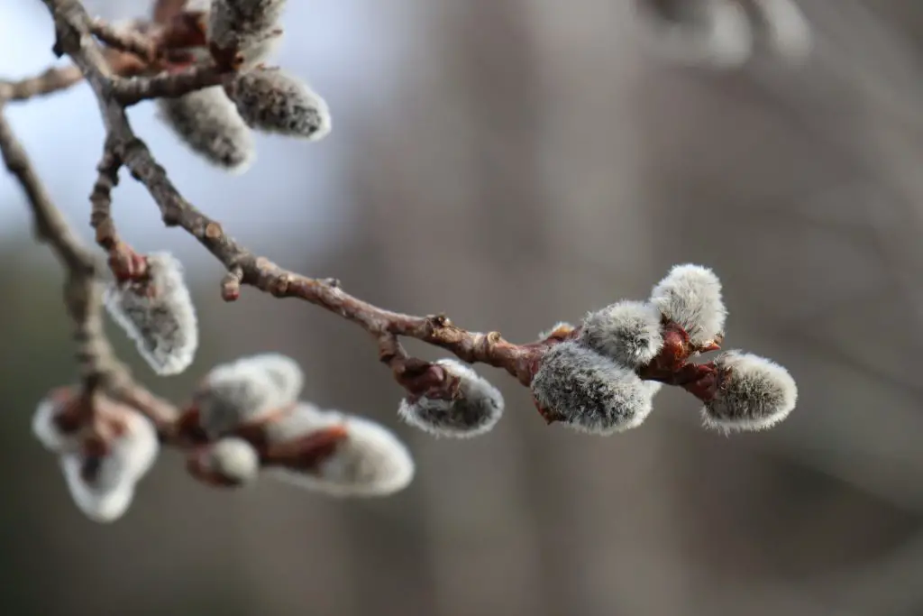 how to preserve willow branches