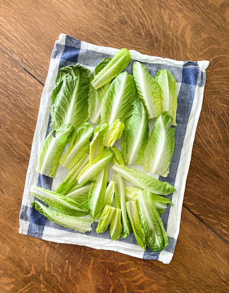 how to harvest romaine lettuce