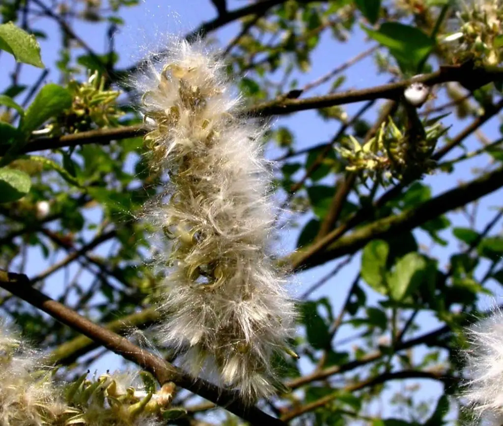 how to preserve willow branches