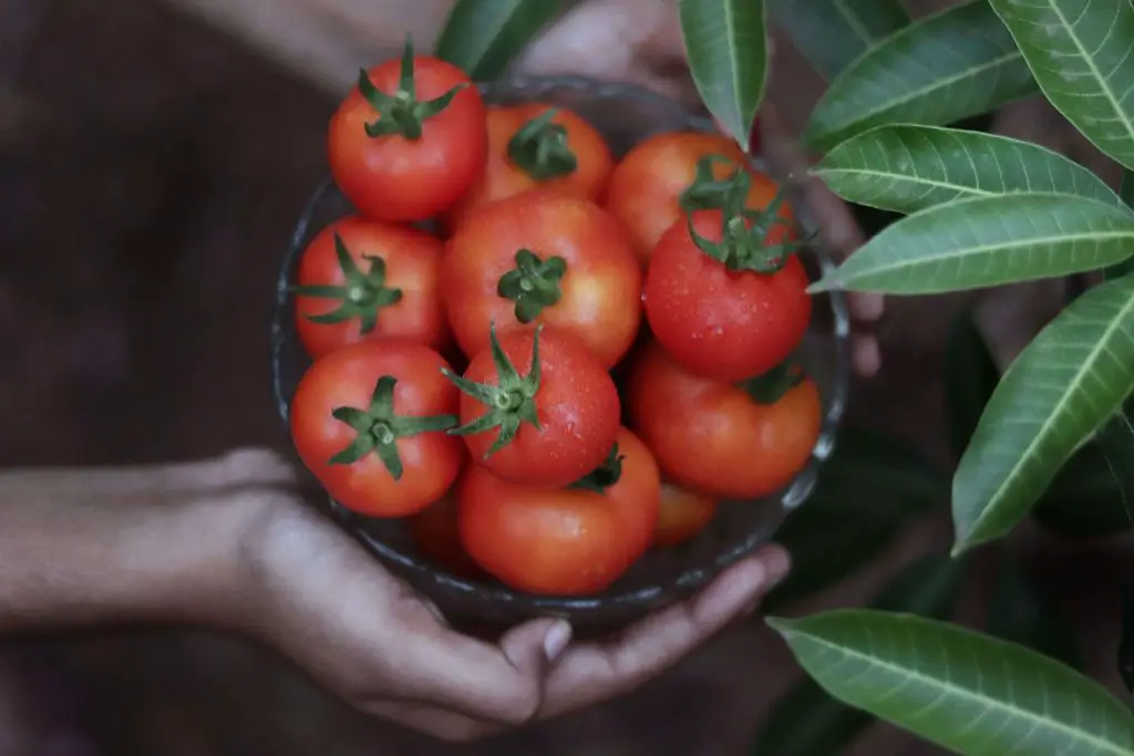 Beefmaster tomato plants