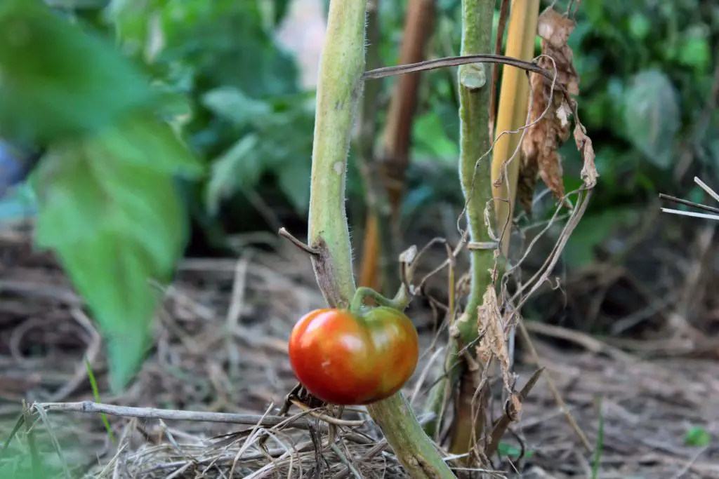 Beefmaster tomato plants