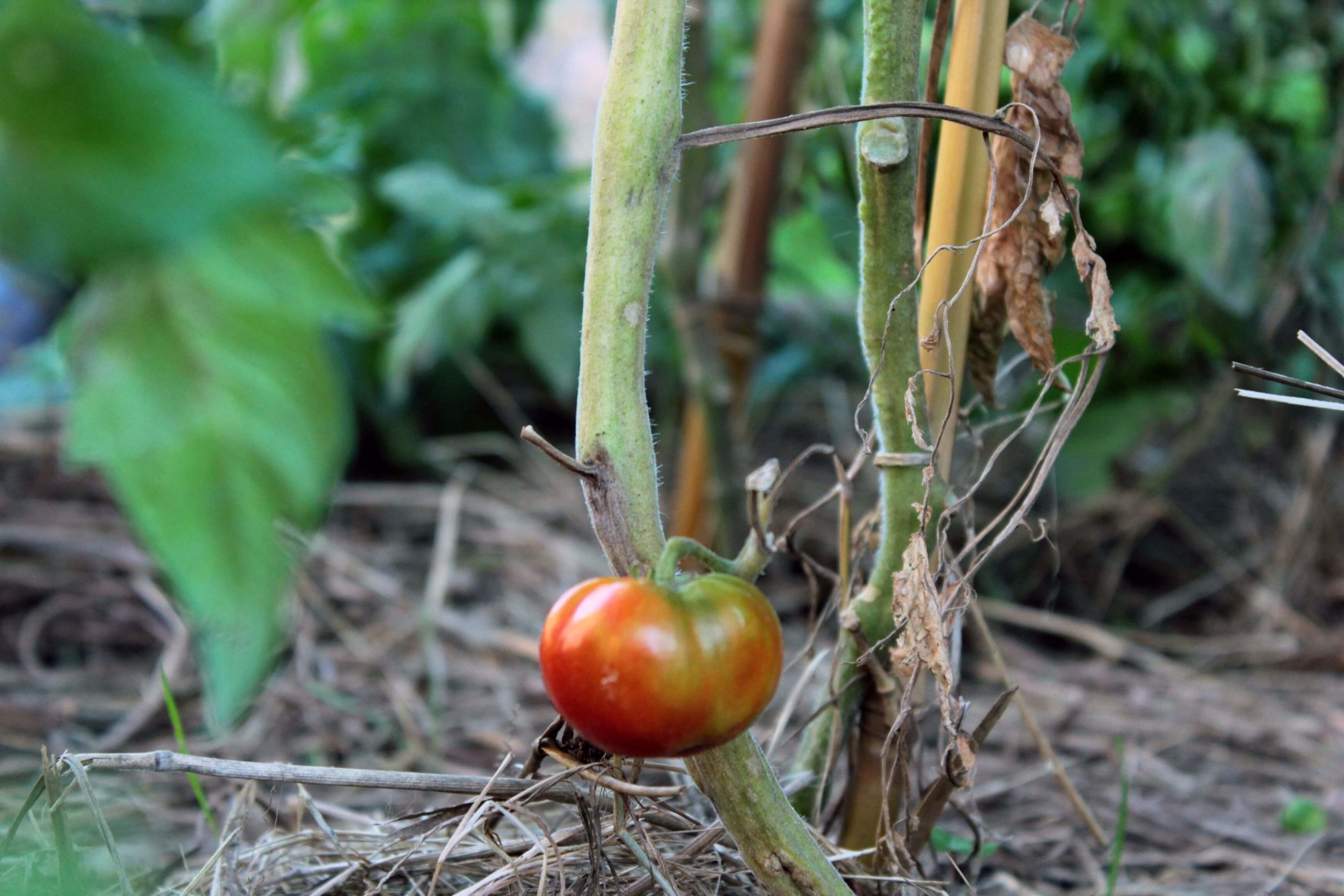 Beefmaster Tomato Plants 8 Simple Steps To Grow Them 2022 Above and