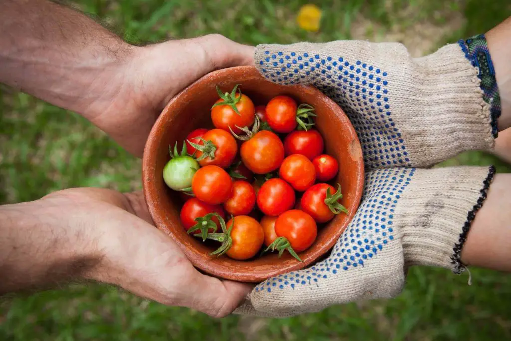 Can Tomatoes Grow In Clay Soil 